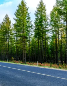 Road  and trees